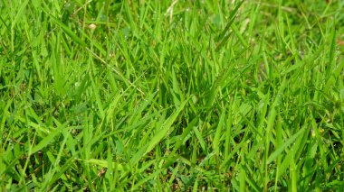 Yeşil çimen dokusu. Ekoloji ve çevre kavramı. Grafik tasarımı için, 3B görüntüleme ve pankart arkaplanı