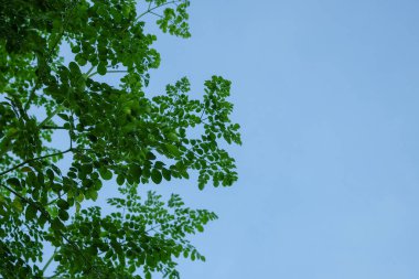 Moringa mavi gökyüzü arkaplanına sahip. Mesajlaşmak için kahve yeri. Ekoloji ve çevre kavramı. Grafik tasarımı için, 3B görüntüleme ve pankart arkaplanı