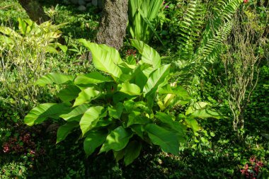 Bahçenin köşesindeki yeşil bitkiler. Ekolojik ve çevresel kavram. Grafik tasarımı için, 3B görüntüleme ve pankart arkaplanı