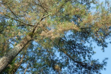 Kurak mevsimde kuruyan çam yaprakları. Ekolojik ve çevresel kavramlar. Grafik tasarımı için, 3 boyutlu görüntüleme ve pankart arkaplanı