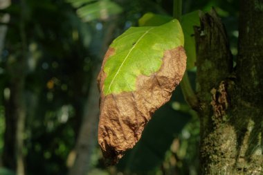 Yapraklar sararmaya ve kahverengileşmeye başlıyor. Ekoloji ve çevre. Grafik tasarımı için, 3 boyutlu görüntüleme ve pankart arkaplanı