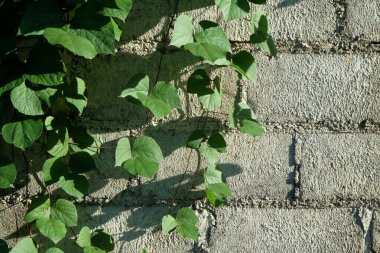 Yeşil bitkiler beton duvara tırmanıyor. Metin için alanı kopyala. Grafik tasarımı, afiş arkaplanı ve 3D görüntüleme için alanı kopyala