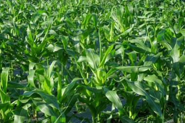 Tarladaki yeşil mısır yapraklarının arkaplan deseni ve dokusu. Tarım endüstrisi konsepti. Grafik tasarımı, pankart arkaplanı ve 3B oluşturma için
