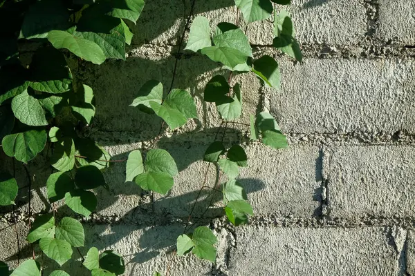 Yeşil bitkiler beton duvara tırmanıyor. Metin için alanı kopyala. Grafik tasarımı, afiş arkaplanı ve 3D görüntüleme için alanı kopyala