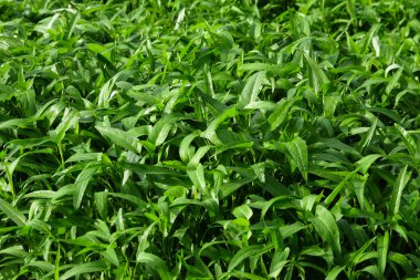 Olay yerindeki lahana yapraklarının yeşil desenleri ve dokusu. Tarım endüstrisi konsepti. Grafik tasarımı için, 3B görüntüleme ve pankart arkaplanı