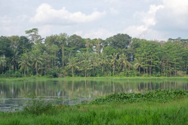 Tropikal yağmur ormanı gölü kenarındaki ağaçların manzarası. Taze, sakin ve huzurlu bir atmosfer. Ekolojik ve çevresel kavram. Grafik tasarımı için, 3B görüntüleme ve pankart arkaplanı
