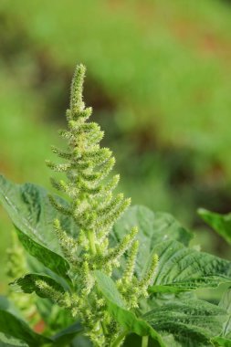 Yeşil ıspanak çiçeğini kapat. Ekoloji ve çevre kavramı. Grafik tasarımı için, 3B görüntüleme ve pankart arkaplanı
