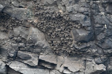 Nandur Madhyameshwar 'daki Kırlangıçlar' ın yuvası. Yüksek kaliteli fotoğraflar