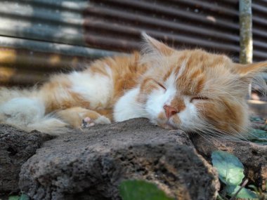 Bir kızıl kedi ya da turuncu kedi bir tuğlada uykulu bir mola veriyor..