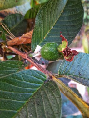 Taze guava yaprakları ya da psidyum guajava parlak sabah güneşine, yeşil doğa konseptine, tam çerçeve çekimine ve arka planına maruz kalmıştır..