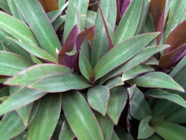 Sulu bitki Tradescantia spathacea, Rhoeo spathacea Swartz, doğal arka plan, parlak mor ve yeşil renkli yapraklar, çimen tipi bitki, süs bitkisi konsepti.