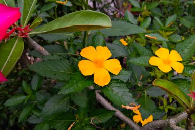 Turnera ya da Turnera ulmifolia adında güzel sarı bir çiçek bir bahçede çiçek açar, bu çiçek sık sık tropikal yerlerde bulunur, yakın çekim.