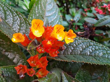 Alloplectus Episcia bitkisinin parlak renkli çiçekleri, Gesneriaceae familyasından Neotropik çiçekli bir bitki cinsidir..