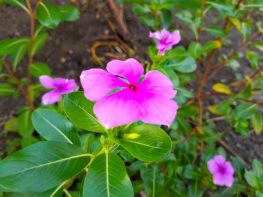 Catharanthus Roseus, Cayenne Jasmine, Periwinkle, Catharanthus rosea, Madagaskar Periwinkle, Vinca 'nın çeşitli pembe ve mor çiçekleri çiçek bahçesinde çiçek açıyor..