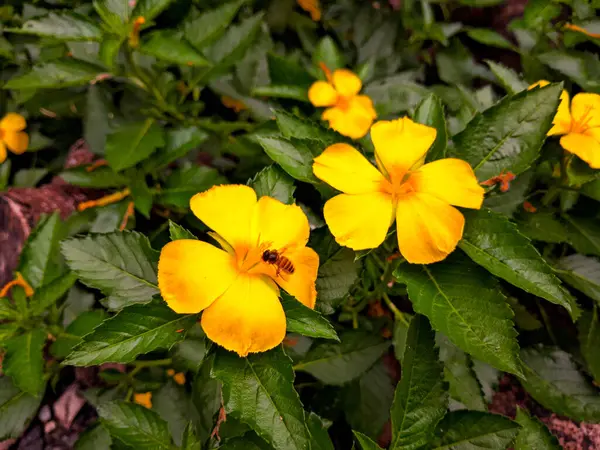 Turnera ulmifolia adında güzel sarı bir çiçek bir bahçede çiçek açmış ve birkaç arı tarafından yaklaşılmaktadır. Bu çiçek sık sık tropik yerlerde bulunur, yakın çekim..