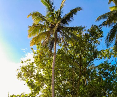 Güneşli bir günde sallanan taze meyveli hindistan cevizi ağacı, yaz tazeliği kavramı..