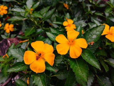 Turnera ulmifolia adında güzel sarı bir çiçek bir bahçede çiçek açmış ve birkaç arı tarafından yaklaşılmaktadır. Bu çiçek sık sık tropik yerlerde bulunur, yakın çekim..