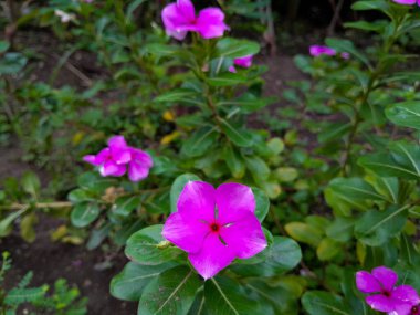 Catharanthus Roseus, Cayenne Jasmine, Periwinkle, Catharanthus rosea, Madagaskar Periwinkle, Vinca 'nın çeşitli pembe ve mor çiçekleri çiçek bahçesinde çiçek açıyor..