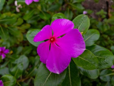 Catharanthus Roseus, Cayenne Jasmine, Periwinkle, Catharanthus rosea, Madagaskar Periwinkle, Vinca 'nın çeşitli pembe ve mor çiçekleri çiçek bahçesinde çiçek açıyor..