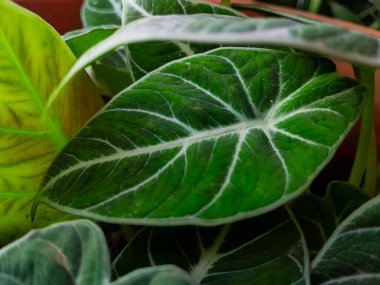 Keris bitkisi yaprakları veya Alocasia Amazonica sanderiana bitkileri seramik kaplarda, sık sık bahçelerde bulunan süs bitkileri, mini bahçe konsepti.