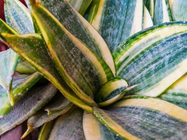 Dracaena trifasciata yılan sulu bitki veya Sansevieria trifasciata yeşil ve sarı renklerle iyi yetişen bir saksı, yapraklar kalın ve kılıç şeklinde.