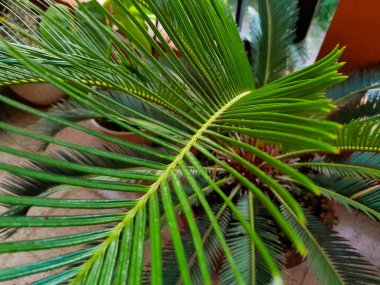 Cibotium barometz sporlu eğreltiotu ya da bitkiler.