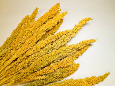 Kuru bitki Panicum miliasyum veya darı proso veya darı, tahıl fabrikası, yakın çekim ve beyaz arka planda izole.