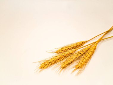 Buğday kulakları veya buğday başlıkları veya tam buğday, beyaz zemin üzerinde izole edilmiş, metin için negatif alan.