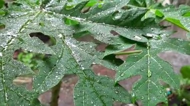 Akan yağmur damlalarıyla ıslanan yaprakların videosu.