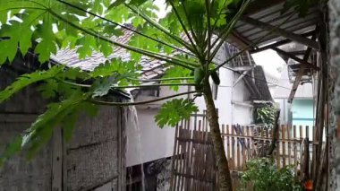 Akan yağmur damlalarıyla ıslanan yaprakların videosu.