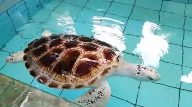 Deniz hayvanlarının üreme ve korunma merkezi, özellikle de deniz hayvanlarını koruma konsepti olan, denize salınmadan önce her tür kaplumbağa..