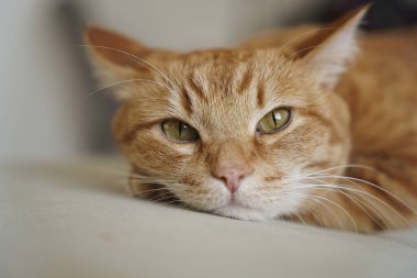 kedi, hayvanlar, evcil hayvanlar, uyuyan kedi, kızıl kedi