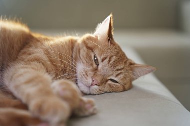 kedi, hayvanlar, evcil hayvanlar, uyuyan kedi, kızıl kedi