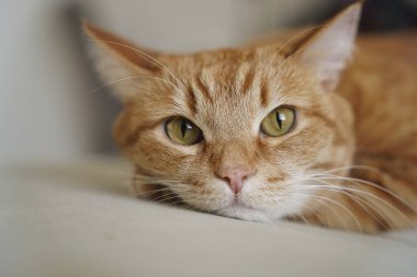 kedi, hayvanlar, evcil hayvanlar, uyuyan kedi, kızıl kedi