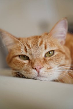 kedi, hayvanlar, evcil hayvanlar, uyuyan kedi, kızıl kedi