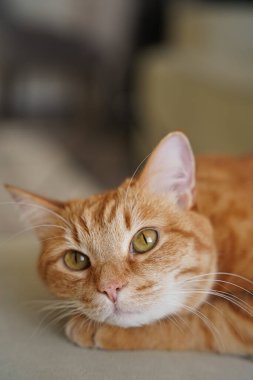 kedi, hayvanlar, evcil hayvanlar, uyuyan kedi, kızıl kedi