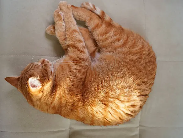 kedi, hayvanlar, evcil hayvanlar, uyuyan kedi, kızıl kedi