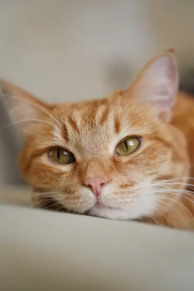 kedi, hayvanlar, evcil hayvanlar, uyuyan kedi, kızıl kedi