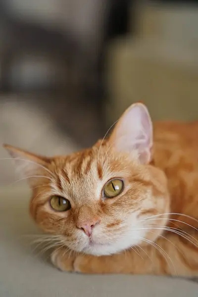 kedi, hayvanlar, evcil hayvanlar, uyuyan kedi, kızıl kedi