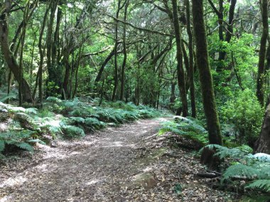 Serene orman yolu yemyeşil ve gün ışığı lekeli yapraklar arasında zikzak çizerek sakin bir kaçış ve doğayla bağlantı sunuyor. Huzur, yalnızlık ve doğal güzellik kavramları için mükemmel..