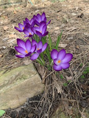 Baharın başlarında çiçek açan canlı bir mor kır çiçeği grubu. Bahçe toprağı ve doğal elementlerle çevrili. Büyüme, yenilenme ve doğa güzelliği konuları için mükemmel..