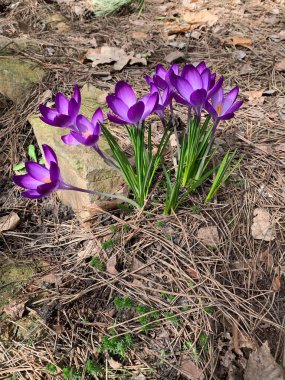Bir grup mor timsah kuru yapraklar arasında canlı bir şekilde çiçek açarak ilkbaharın başlangıcını ve doğanın yenilenmesini sembolize eder. Bahçe ortamında yakalanan bu resim tazelik ve umut saçıyor..