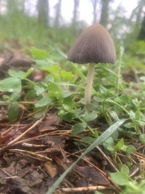 Yeşil yeşilliklerin ve nemli toprağın arasında yetişen bir mantarın yakın plan görüntüsü, doğal ekosistemlere ve biyolojik çeşitliliğe bir bakış sunuyor..