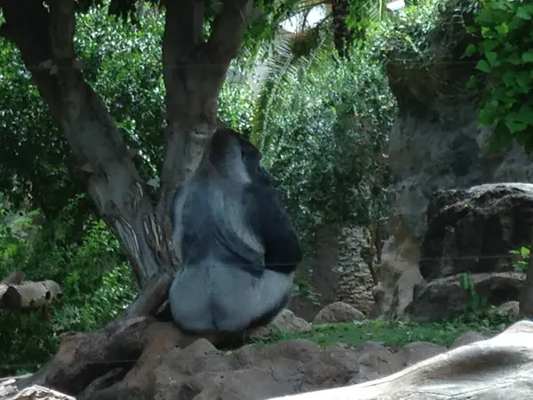 Görkemli bir goril canlı yeşil ortamların arasında sessizce oturur, doğal ortamında huzur ve güç hissi yayar. Vahşi yaşam ve doğa meraklıları için ideal..