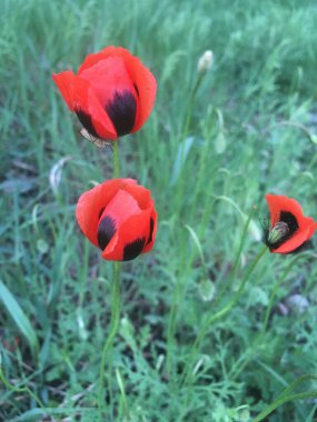 Çarpıcı karanlık merkezleri olan canlı kırmızı gelincikler yemyeşil bir alanda çiçek açarak çarpıcı bir kontrastlık yaratırlar. Doğanın güzelliği ve narin çiçekleri sükunet ve zarafet hissi verir..