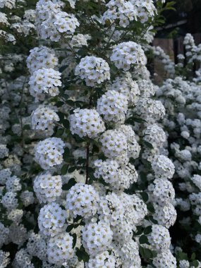 Karmaşık ayrıntılarını ve doğal güzelliklerini gözler önüne seren beyaz çiçeklerin çarpıcı yakın çekimi. İlkbahar veya bahçe temaları için mükemmel, zarafet ve sükunet vurgulanıyor.