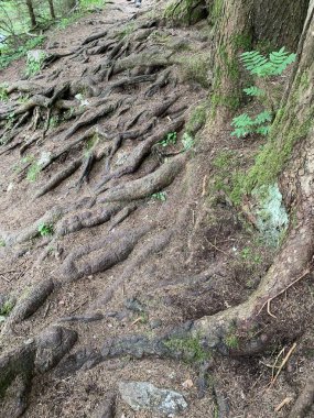 Orman yolunda yayılan karmaşık ağaç köklerinin yakın plan görüntüsü, ormanlık alandaki doğal dokuların güzelliğini gözler önüne seriyor..