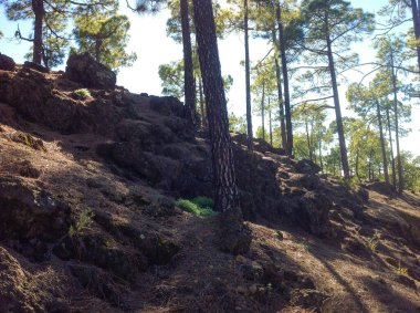 Bereketli çam ağaçları, güneş ışığı dalların arasından süzülerek kayalık araziyi ve topraksı dokuları aydınlatırken huzurlu bir ortam yaratır. Doğa bu sakin yerde gelişiyor..