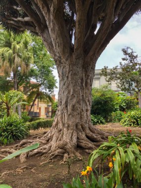 Kalın, desenli bir ağaç kabuğu ve genişleyen kökleri ile canlı bir şehir bahçesinde belirgin bir şekilde duruyor..