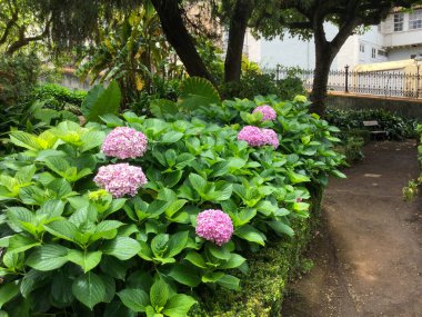 Canlı pembe ortancalar yeşil bir arazide, huzurlu bir bahçe yolunda çiçek açarlar. Bölgeyi saran gür yapraklar, ziyaretçiler için sakin ve davetkar bir atmosfer yaratıyor..